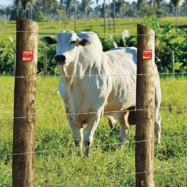 Arame Farpado Motto Belgo® - 250m