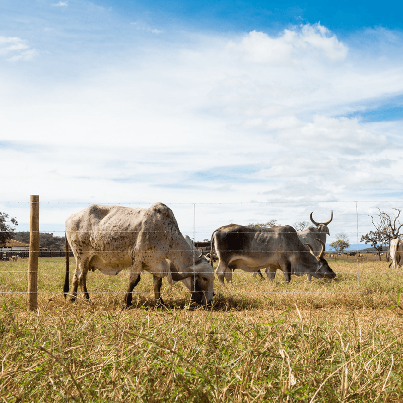 Arames em Barro Vermelho – AL